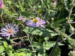 Ampelaster carolinianus