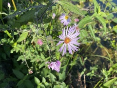 Ampelaster carolinianus