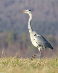 Ardea cinerea