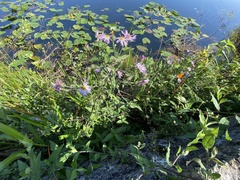 Ampelaster carolinianus