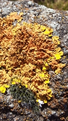 Xanthoria parietina