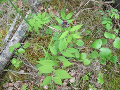 Vicia venosa baicalensis