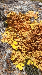 Xanthoria parietina