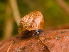 Helicarionoidea