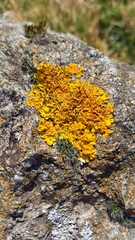 Xanthoria parietina