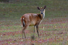 Muntiacus vaginalis