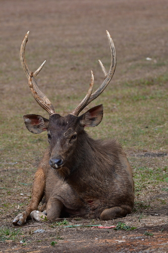 Sambar, photo 10 of 10