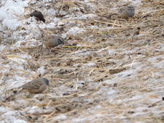 Emberiza godlewskii