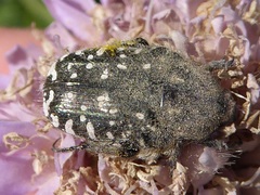 Oxythyrea funesta