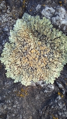 Protoparmeliopsis muralis