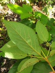 Gmelina leichhardtii