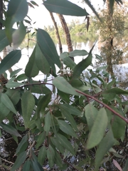 Eucalyptus camaldulensis
