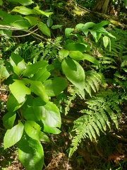 Gmelina leichhardtii