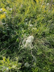 Clematis integrifolia