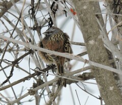 Emberiza godlewskii