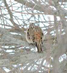 Emberiza godlewskii