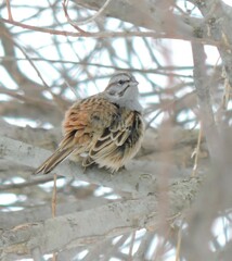 Emberiza godlewskii