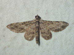 Gymnoscelis