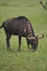 Connochaetes taurinus