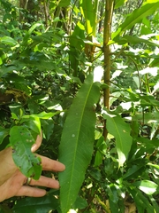 Anopterus macleayanus