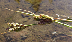 Carex lenticularis dolia