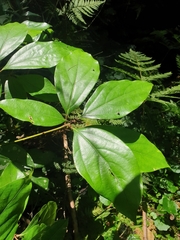 Neolitsea dealbata