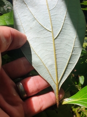 Neolitsea dealbata