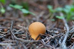 Lycoperdon flavotinctum