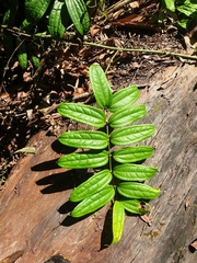 Ripogonum discolor