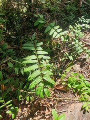 Ripogonum discolor