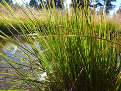 Carex lenticularis dolia