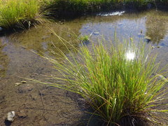 Carex lenticularis dolia
