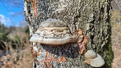 Fomes fomentarius