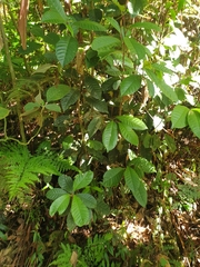 Quintinia verdonii