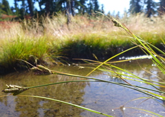 Carex lenticularis dolia