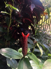 Costus woodsonii