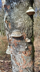 Fomes fomentarius