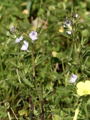Misopates