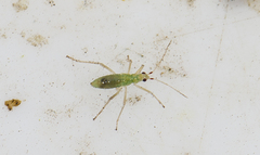 Dicyphus epilobii