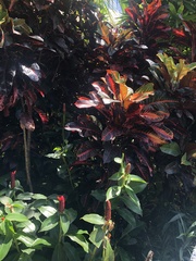 Costus woodsonii
