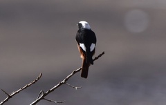 Phoenicurus erythrogastrus