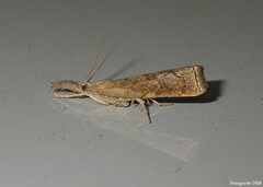 Neodactria luteolellus