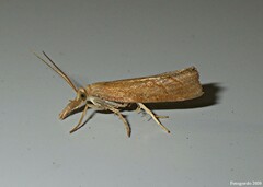 Neodactria luteolellus