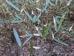 Phyllostachys aureosulcata