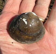 Polymesoda caroliniana