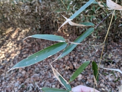 Phyllostachys aureosulcata
