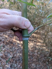 Phyllostachys aureosulcata