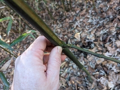 Phyllostachys aureosulcata