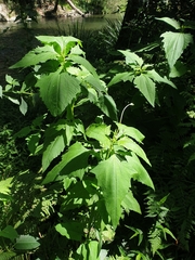 Sigesbeckia orientalis
