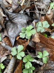 Potentilla canadensis
